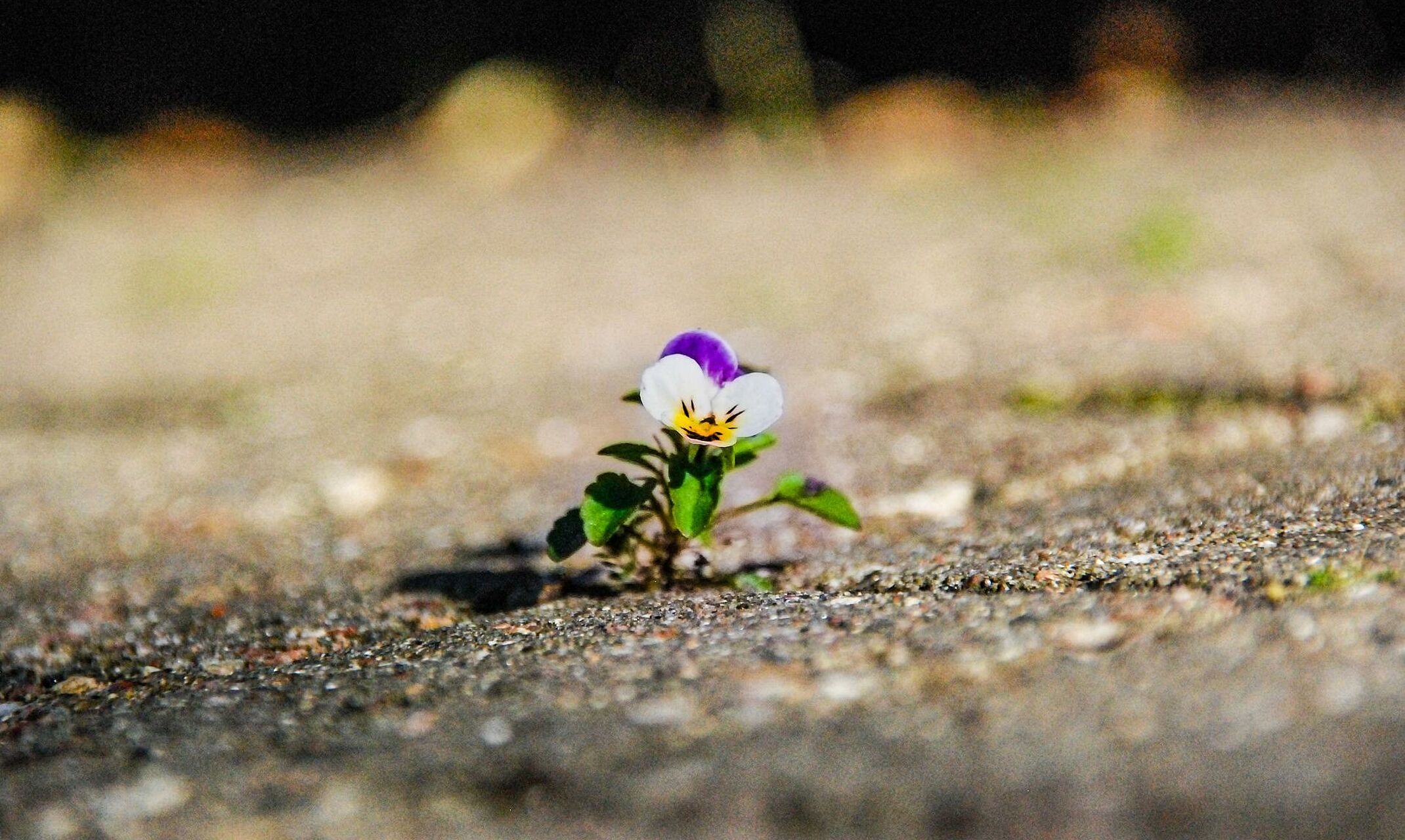 Buntes Blümchen wächst durch die Asphaltdecke.