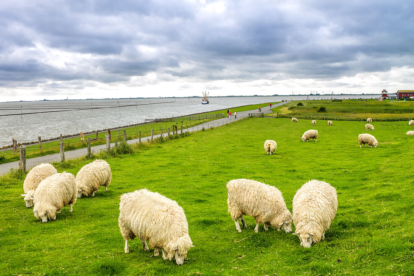 Schafe auf einem Deich an der Nordsee.
