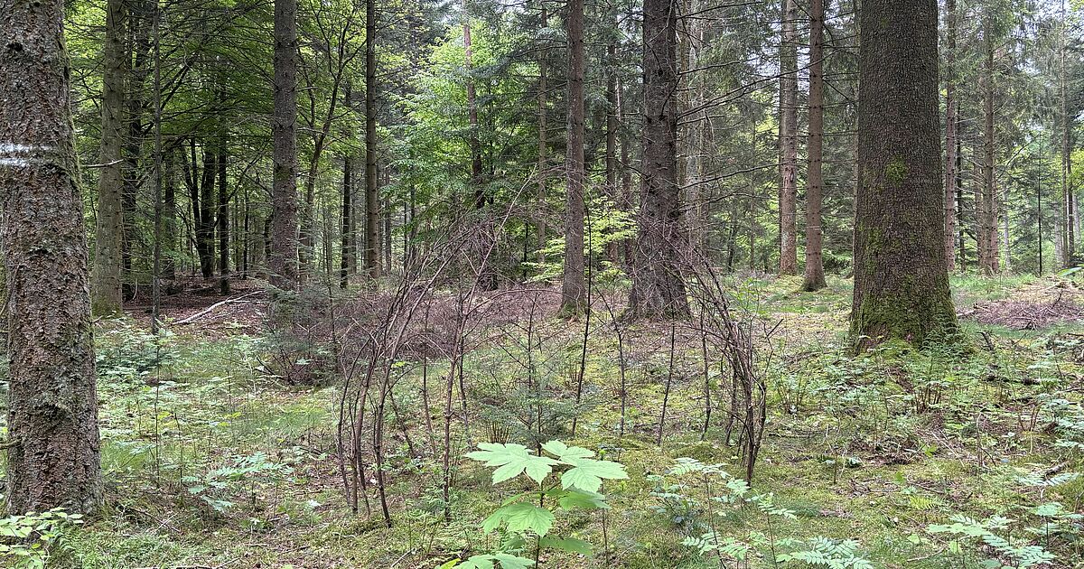 Kunst trifft Natur: Rückblick auf unseren ersten LandArt Workshop im ...
